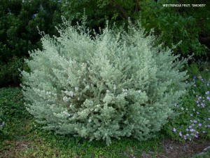 Westringia fruticosa 'Smokey' 